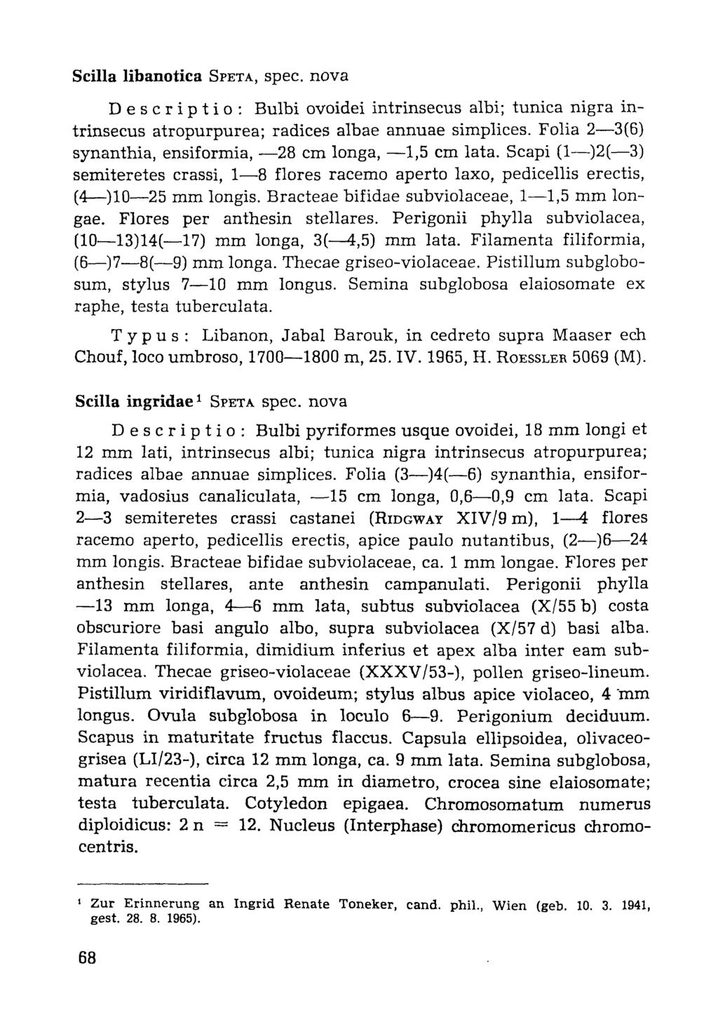Scilla libanotica SPETA, spec. nova Descriptio: Bulbi ovoidei intrinsecus albi; tunica nigra intrinsecus atropurpurea; radices albae anmiae simplices.