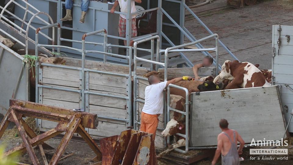 Dabei konnten 10 Rinder aufgrund ihrer Ohrmarken mit der Kennzeichnung AT eindeutig identifiziert und Milchwirtschaftsbetrieben in Österreich zugeordnet