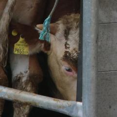 4 von 10 identifizierten Rindern Diese österreichischen Rinder geraten in Panik, als sie von einem LKW über eine steile Rampe auf ein Schiff getrieben 