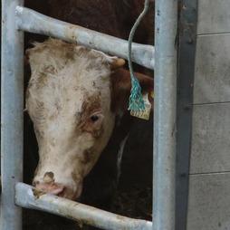 Mehrere Rinder stürzen, geraten unter die Hufen der anderen und werden gegen die Absperrungen gedrückt.