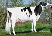 Mtoto Elsa (2) EX-90 2 LA 11778 4.44 523 3.29 388 HL 2 12620 4.25 536 3.18 401 Marshall v. Bellwood Elsa VG-89 v. Aaron Mytime geht zurück auf eine der leistungsstärksten Kühe Deutschlands.