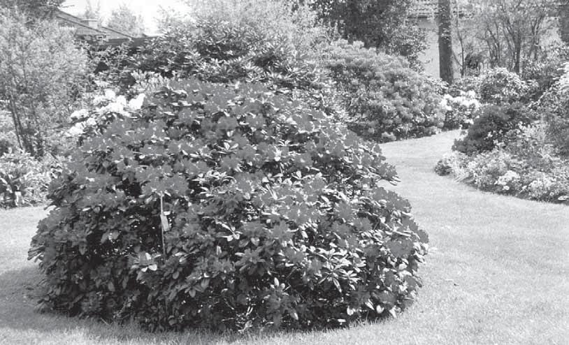 Rhododendren blühen bald Helmuth Leßmann öffnet wieder seinen Garten im Rahmen der Aktion Offene Gärten Bäume spenden Schatten und kühlen an heißen Tagen, sie sorgen für Luftfeuchtigkeit und
