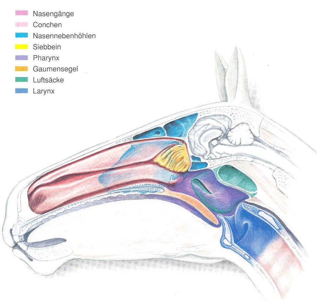 2) Anatomie: