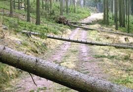 Übergeordnete Ziele der Sturmholzaufarbeitung in Fichte: - erst Einzel-, Nester-
