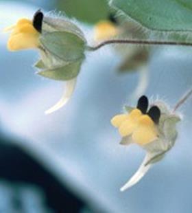 Lathyrus tuberosus (Acker-Platterbse;