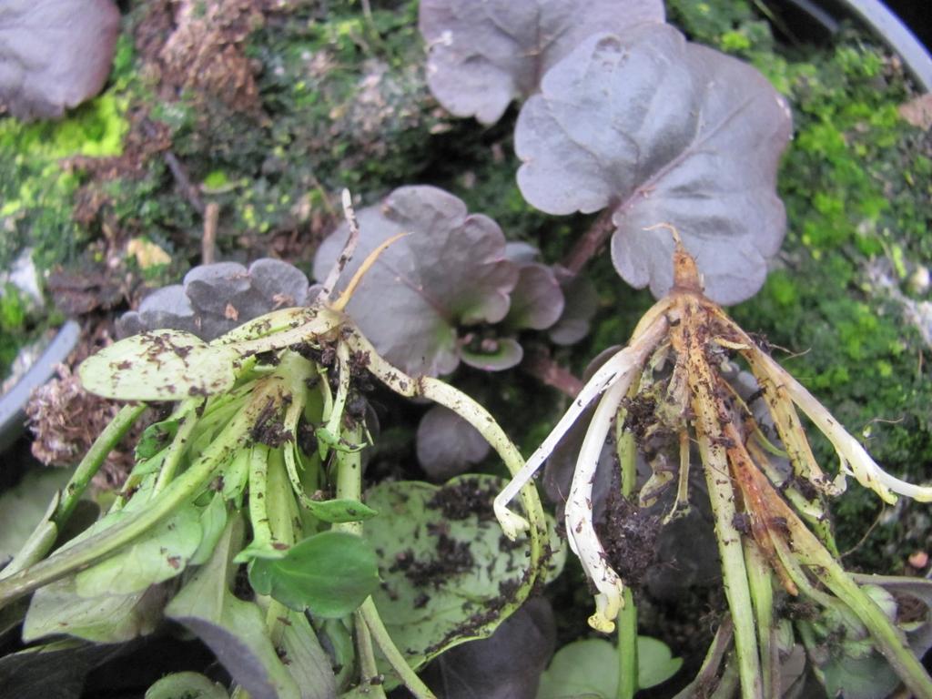 Schäden an Viola Wurzelballen ist gesund am Wurzelhals lässt sich die Pflanze