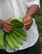 HiPP-Bananenprojekt Costa Rica Bio-Bananen aus dem Dschungel von Costa Rica Alte Bananensorte Gros Michel wächst unter besten Bedingungen Ein Mitarbeiter vor Ort betreut die Kleinbauern HiPP