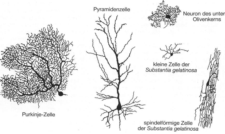 Strukturelle Vielfalt der Neuronentypen (Quelle: Spektrum d.