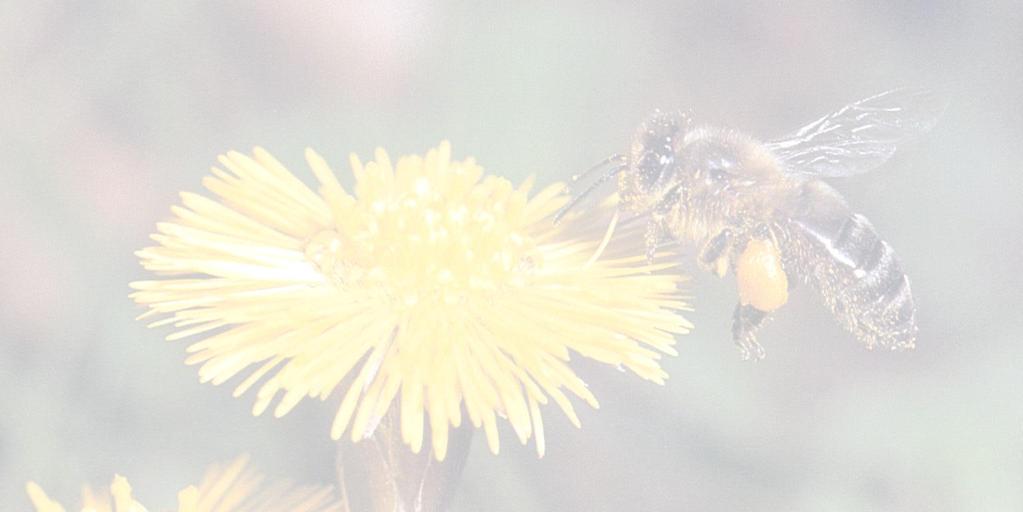 Bienenwirtschaft Facharbeiter