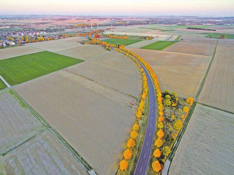 HOCHTAUNUS VERLAG FDP-Kandidaten fordern Mobilitätsgarantie für Diesel Baumallee mit Goldschimmer Bäume mit gold-gelben Blättern säumen bei herrlichem Herbstwetter und Temperaturen über 20 Grad