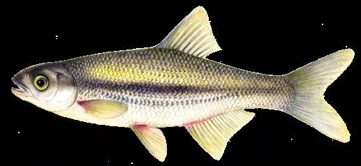 Die acht verbreitetsten Arten sind von links oben nach rechts unten dargestellt; bei diesen handelt es sich um Friedfische (Größen ca.).