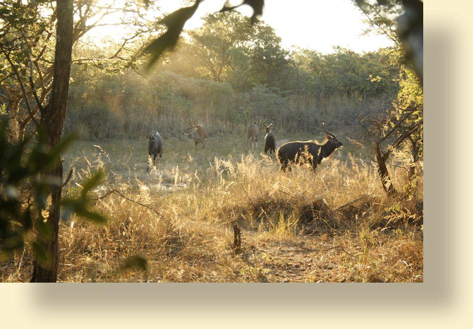 Der Wildbestand ist artenreich und sowohl quantitativ als auch qualitativ hervorragend. Die Jagden werden auf außerhalb des Lodge-Geländes gelegenen Gebieten auf einer Fläche von 250.