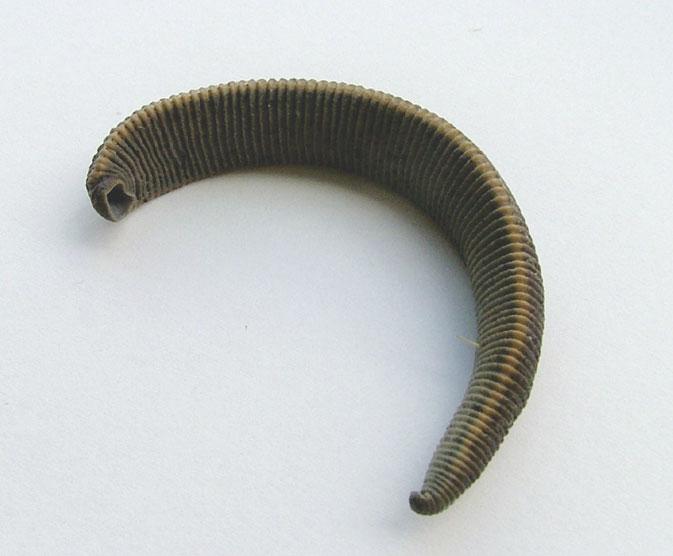 Praxismaterial - Rollegel Zugehörigkeit: Ringelwürmer Größe: 30 bis 100 mm Lebensraum: Gewässer unterschiedlichster Typen