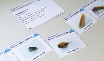 Individuelles Arbeiten in Einzel- oder PartnerInnenarbeit 30 Minuten Unterschiedliche Lernspiele und Rätsel zum Thema Tierische Lebewesen im Fließgewässer Material Beilage
