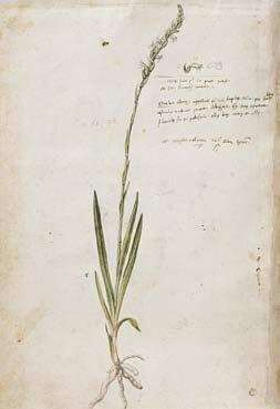 Blatt 13verso Spiranthes aestivalis (Poir.) L.C.M. Richard Sommer-Wendelähre ganze blühende Pflanze und 2 Blüten Zeichner: Gessner Tab.XVII N:58 aus Schmiedel (1770) Das Blatt zeigt die Pflanze inkl.