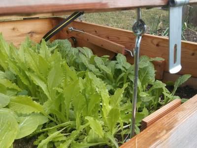 Abhärten der Setzlinge Wenn die jungen Salate aus der warmen Stube kommen, besteht die Gefahr, dass sie einen Kälteschock erleiden. Im schlimmsten Fall erfrieren sie sogar.