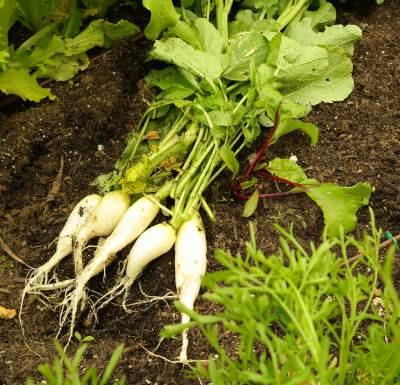 Pflege, Ernte und Besonderheiten Radieschen: Radieschen sind eine klassische Vorkultur im Gemüsebeet.
