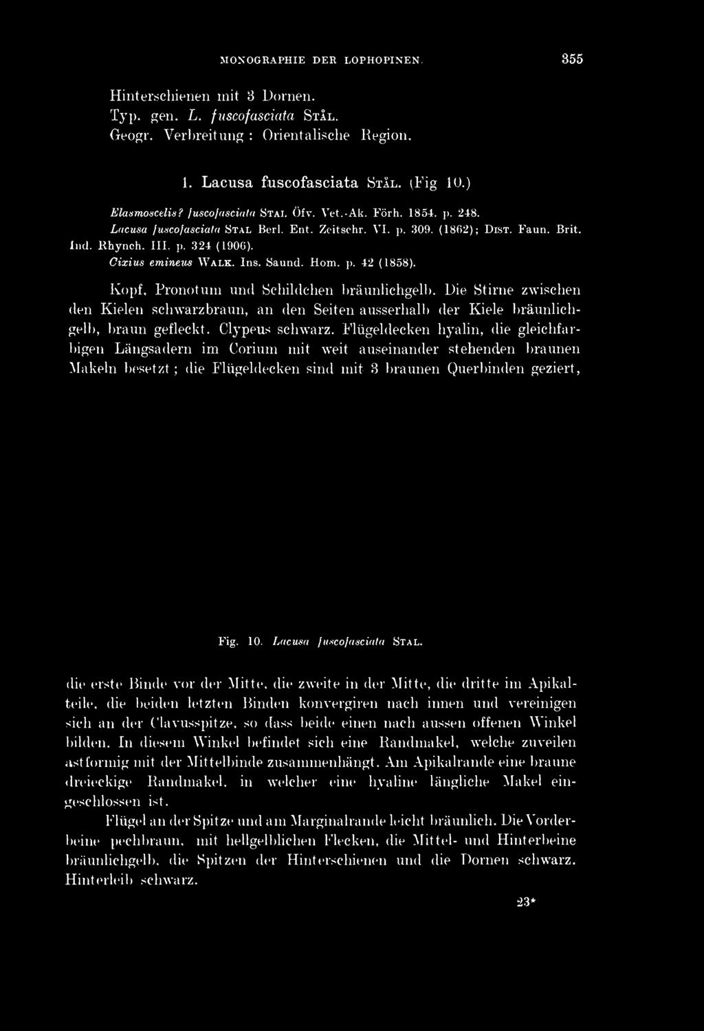 Saund. Horn. p. 42 (1858). Kopf, Pronotum und Schildchen bräunlichgelb. Die Stirne zwischen den Kielen schwarzbraun, an den Seiten ausserhalb der Kiele bräunlichgell), braun gefleckt. Clypeus schwarz.