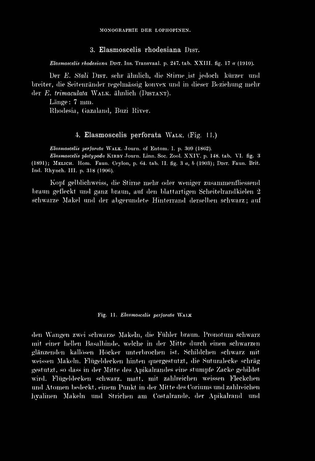 MONOGRAPHIE DER LOPHOPINEN. 363 3. Elasmoscelis rhodesiana DIST. Elasmoscelis rhodesiana DIST. Ins. Transvaal, p. 247. tab. XXIII. fig. 17 a (1910). Der E. Stali DIST. sehr ähnlich, die Stirne.