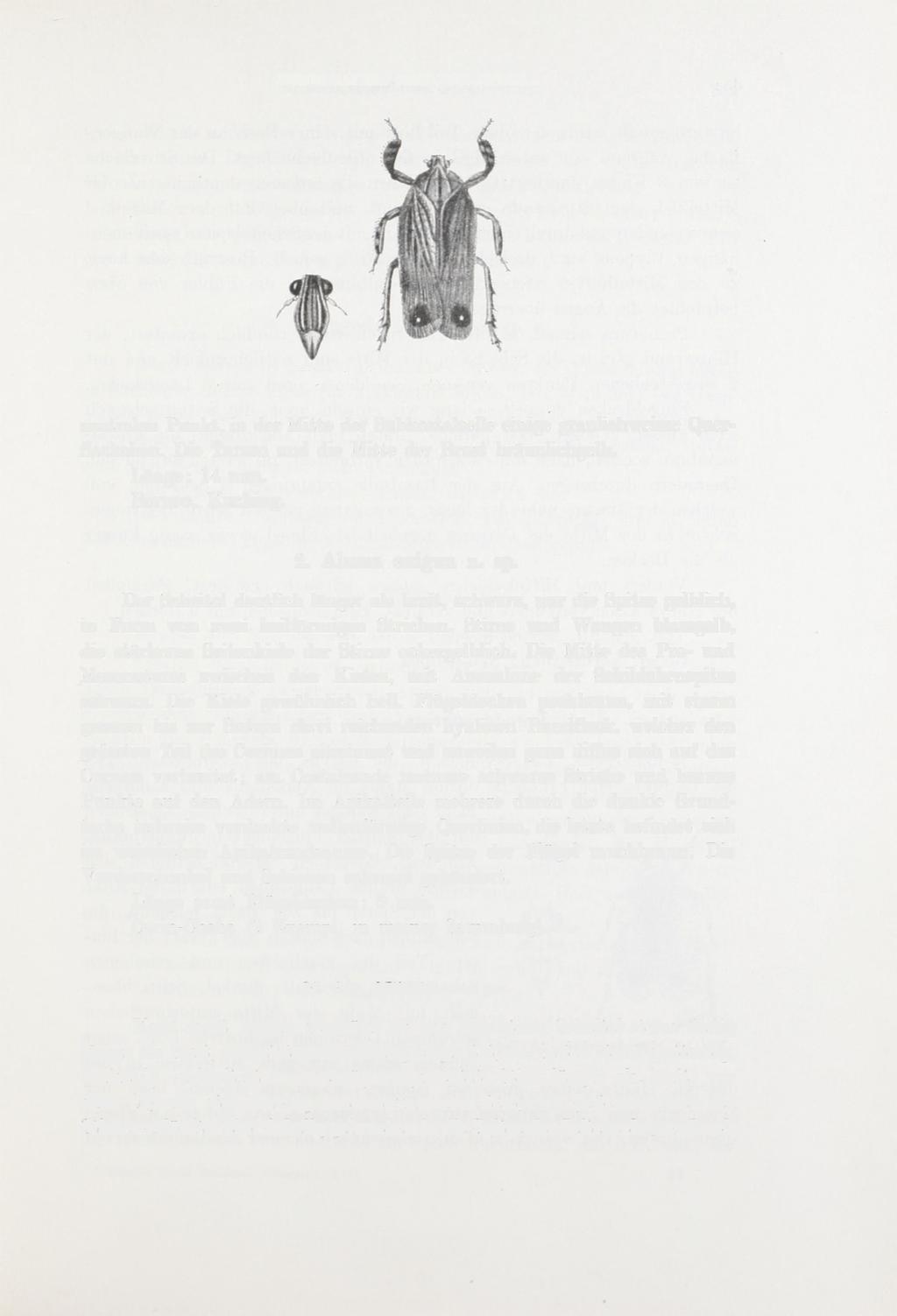 MONOGRAPHIE DER LOPHOPINEN. 367 Fig. 14. Aluma ocellata DIST. zentralen Punkt, in der Mitte der Supkost alle lie einige graulichweisse Querfleckchen. Die Tarsen und die Mitte der Brust bräunlichgelb.