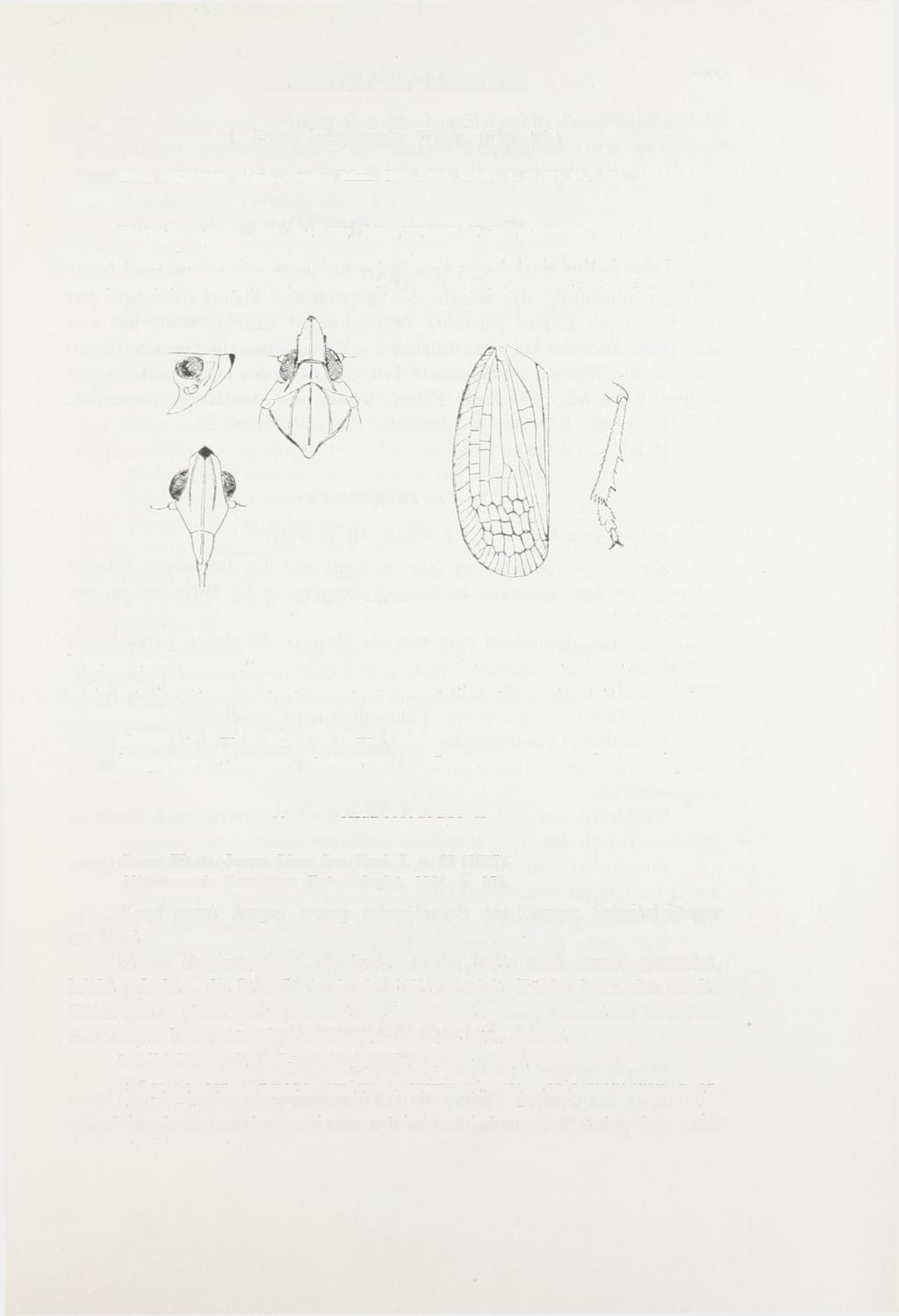 MONOGRAPHIE DER LOPHOPINEN. 381 (1857). 1. Elica latipennis WALK. (Fig. 21.) Elica latipennis WALK. Journ. Linn. Soc. Zool. Lond. I. p. 86. tab. IV. fig.