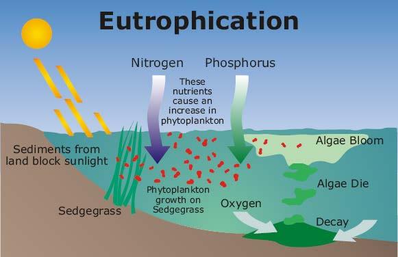 Effekte hoher Nährstoffkonzentrationen im See Eutrophierung Stickstoff