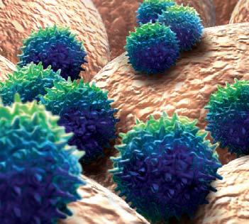 Stellungnahme des Robert Koch-Instituts (RKI): Noroviren Humane Noroviren lassen sich in Zellkulturen nicht anzüchten und können daher nicht direkt für eine Wirksamkeitsprüfung von Desinfektions