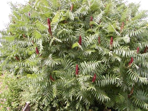 Der Essigbaum (Rhus typhina) Der Essigbaum ist bisher praktisch ausschliesslich in Gärten anzutreffen.