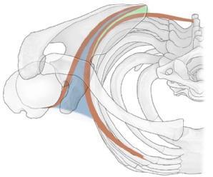 biceps brachii, Caput longum Bursa subtendinea m.subscapularis M. deltoideus M. pectoralis major C Horizontalschnitt durch ein rechtes Schultergelenk Ansicht von kranial.