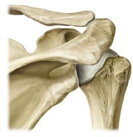 majus Cavitas glenoidalis Sulcus intertubercularis a Tuberculum infraglenoidale Margo lateralis b Fossa infraspinata Collum anatomicum Humerus A Artikulierende Skelettelemente eines rechten