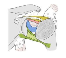 glenohumerale medium Collum anatomicum C Kapselverstärkende Bänder in der Ansicht von dorsal Sicht auf die Rückseite der ventralen Gelenkkapsel nach Entfernung des Humeruskopfes an der
