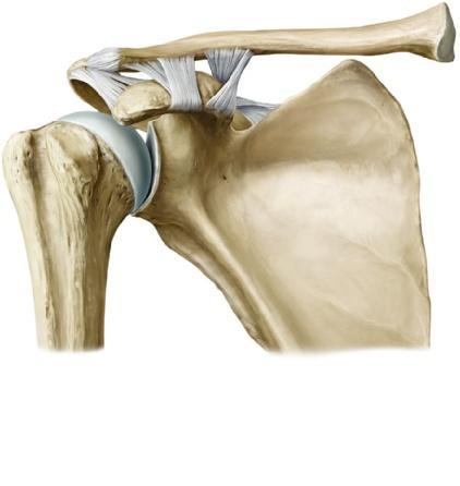 acromioclavicularis (auch laterales Schlüsselbeingelenk, s. u.) bilden zusammen die echten Schultergürtelgelenke. In der Abbildung ist die linke Art.