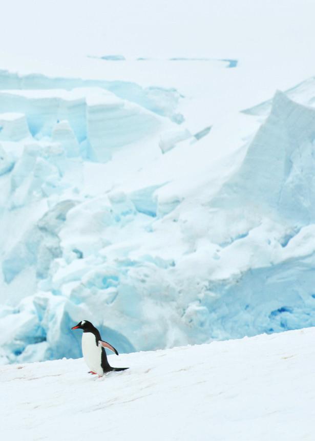 Pulsierendes Leben im ewigen Eis Im kurzen Sommer der Antarktis explodiert das Leben regelrecht.