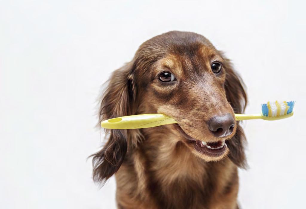 Foto: brusnikaphoto GESUNDHEIT ZAHNPFLEGE Der Hund und seine Zähne Von Dr.