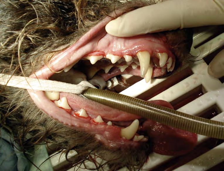 Allerdings, ist einmal Zahnstein entstanden, so kann dieser nur noch beim Tierzahnarzt entfernt werden.