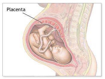 Mutter Fet (kinship theory) Placenta Effekte