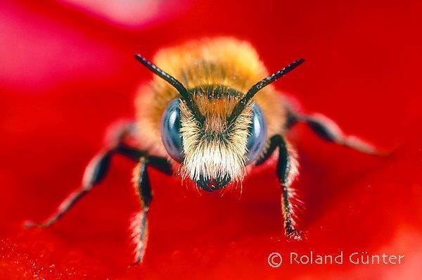 AKTUELLE WISSENSCHAFTLICHE STUDIEN Gefahren durch Pestizide: Pestizide schädigen Immunsystem der Bienen Bee Research Laboratory Beltsville (Maryland, USA) (2013): Analyse von 19 Pollenproben: In
