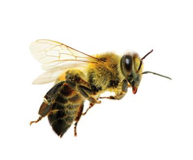 Vorwort dung im Rahmen einer effektiven Paarungskontrolle haben eine Schlüsselfunktion in der modernen Zuchtarbeit sowie für den Schutz von bedrohten Bienenarten und ihren Unterarten (Rassen).