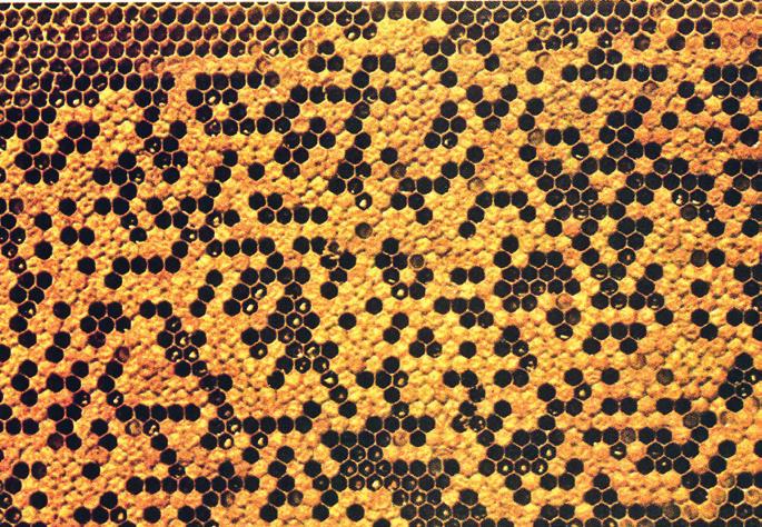 3 Paarungsbiologie als Strategie zur Vermeidung von Inzucht Mit den vielen Paarungen der Königin hoch in der Luft wird die genetische Zusammensetzung des neuen Bienenvolkes bestimmt, das sich