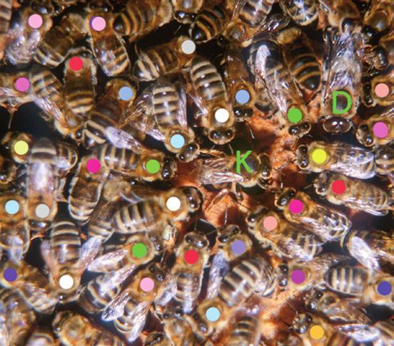 11 Verwandtschaften im Bienenvolk Die Mehrfachpaarung der Bienenkönigin führt dazu, dass die Arbeiterinnen viele verschiedene Väter haben. Das führt zu einer genetischen Vielfalt.