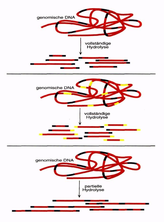 Restriktion genomischer DNA vollständige Restriktion mit einer Restriktionsendonuklease vollständige Restriktion