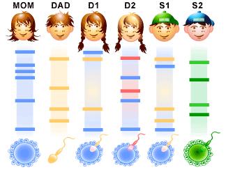 DNA - fingerprinting D2: Tochter aus erster