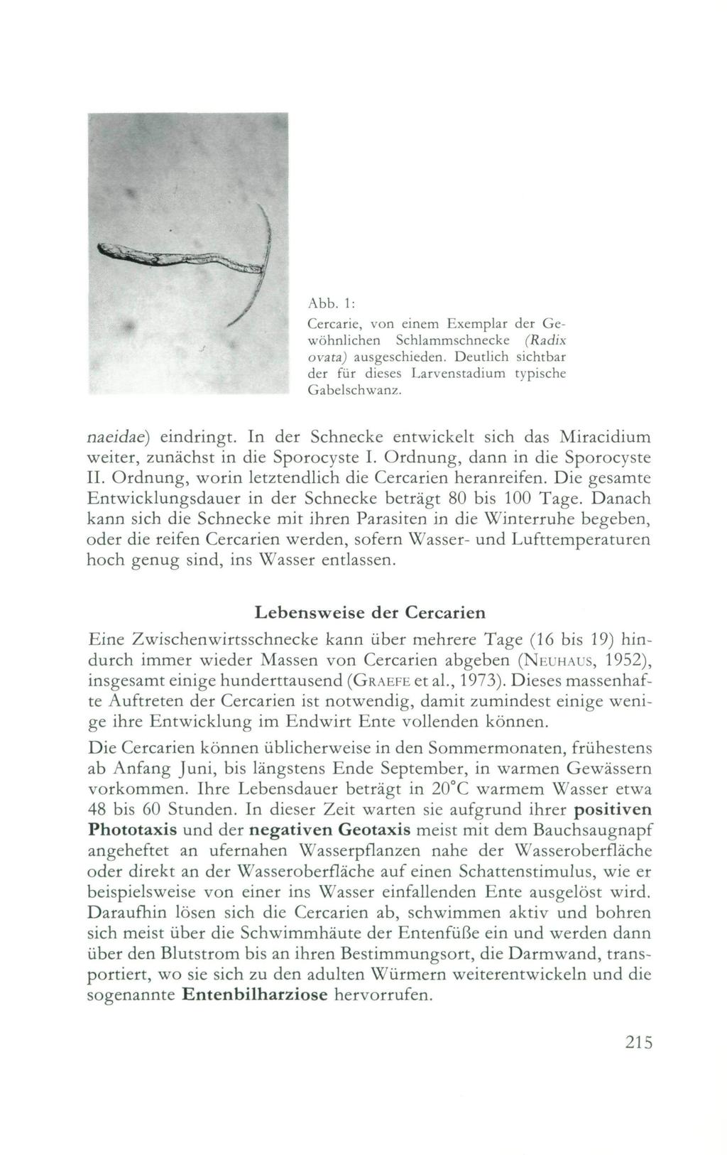 Abb. : Cercarie, von einem Exemplar der Gewöhnlichen Schlammschnecke (Radix ovata) ausgeschieden. Deutlich sichtbar der für dieses Larvenstadium typische Gabelschwanz. naeidae) eindringt.