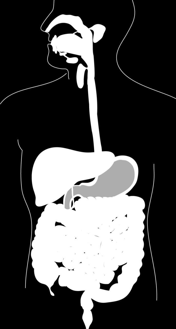 Pancreasgang Ascendens