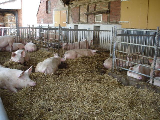 6.1 Tiere bei NEULAND Schweine