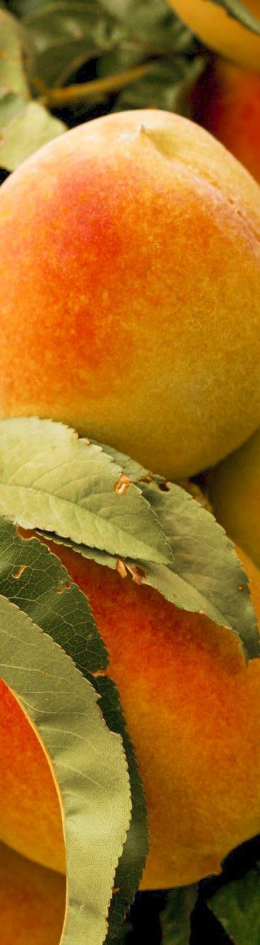 Obst ohne Netz Obst ohne Netz Obst ohne Netz: frei wählbare Versicherungssumme für Schäden an Obstkulturen durch Hagel Hagel Wir ersetzen Hagelschäden an Früchten.