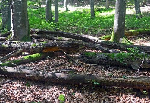 Totholz ein wichtiges Element naturnaher Wälder. In dem reichhaltigen Angebot an Totholz entwickeln sich neben vielen Insektenarten auch besondere Pilzarten.