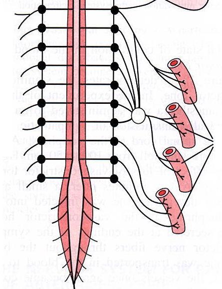 Gefäße(Arteriolen und Venen) von Parasympathicus innerviert Herz(nur Vorhöfe)