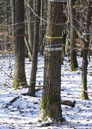 Fränkische Platte und Spessart Für die Landeskultur Unterfrankens kennzeichnend sind artenreiche, in unterschiedlichen waldbaulichen Betriebsarten bewirtschaftete Eichenwälder.