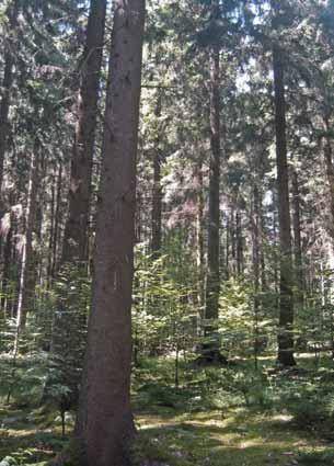 Buchensaatversuch Viele Waldbaukonzepte streben die künstliche Einbrin - gung von Laubholz, vorwiegend Buche, in Nadelholz - reinbestände an.